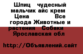 Шпиц - чудесный мальчик айс-крем › Цена ­ 20 000 - Все города Животные и растения » Собаки   . Ярославская обл.